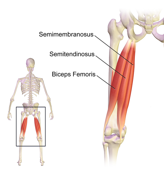 Hamstring Injury Anatomy