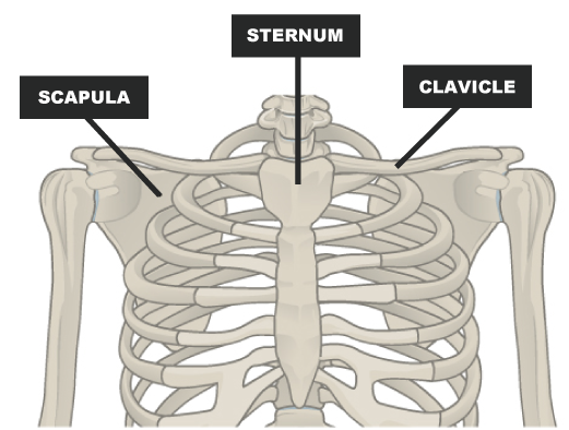 Broken Collarbone Human Anatomy